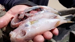 Ngộ độc cá nóc nguy hiểm như thế nào?