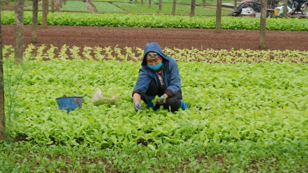 Để doanh nghiệp, hợp tác xã "mặn mà" khi đầu tư vào nông nghiệp