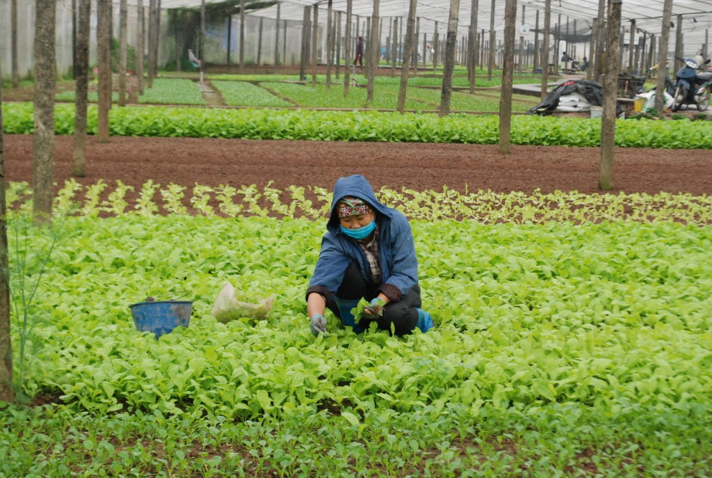 Phát triển hợp tác xã nông nghiệp bền vững gắn với tăng trưởng xanh
