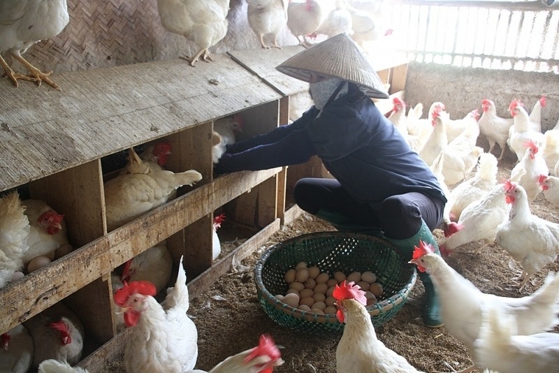 Hợp tác xã Chiến Thắng, xã Thanh Vân, huyện Tam Dương hướng tới xây dựng sản phẩm trứng gà Ai Cập trắng là sản phẩm OCOP.