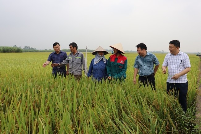 Chủ tịch UBND huyện Vĩnh Tường kiểm tra mô hình trình diễn sản xuất lúa theo hướng hữu cơ tại thôn Đông (xã Phú Đa)