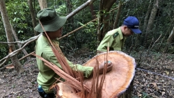 Gia Lai: Phát hiện vụ phá rừng quy mô lớn tại Mang Yang
