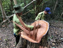 Gia Lai: Phát hiện vụ phá rừng quy mô lớn tại Mang Yang
