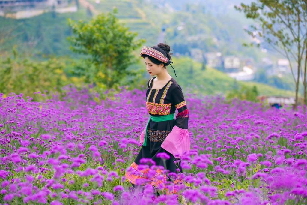 Xiêu lòng với đồi hoa tím đẹp như mơ ở Fansipan ngay lúc này