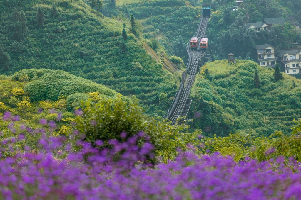 Xiêu lòng với đồi hoa tím đẹp như mơ ở Fansipan ngay lúc này