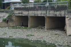 Đà Nẵng: Hơn 6 tấn cá chết trắng tại kênh Đa Cô