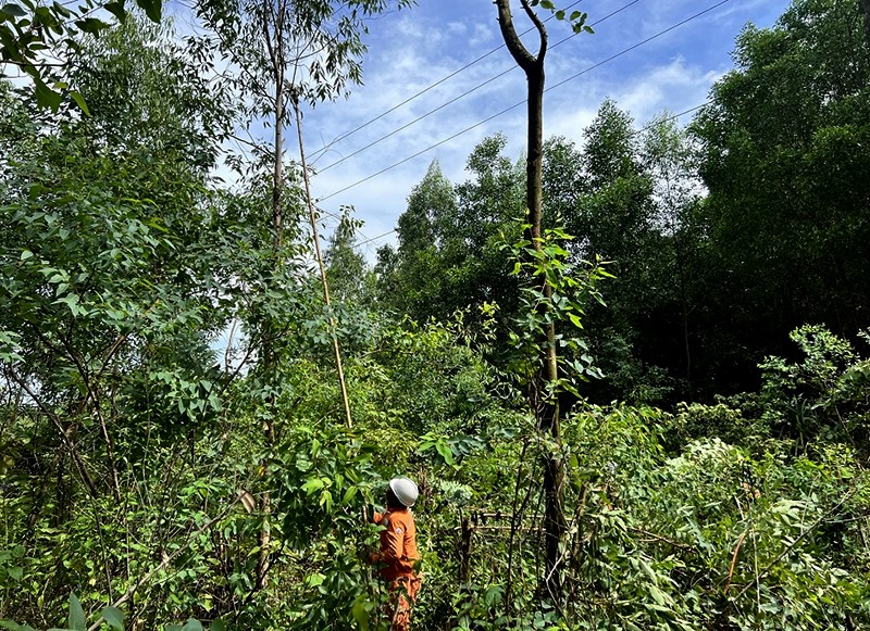 Điện lực Kỳ Anh, PC Hà Tĩnh tăng cường các phiên làm việc để chặt tỉa cây cối, phát quang hành lang trên các khu vực có đường dây trung thế đi qua