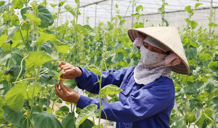 Huyện Thạch Thất: Điểm sáng trong thực hiện Chương trình OCOP của Hà Nội