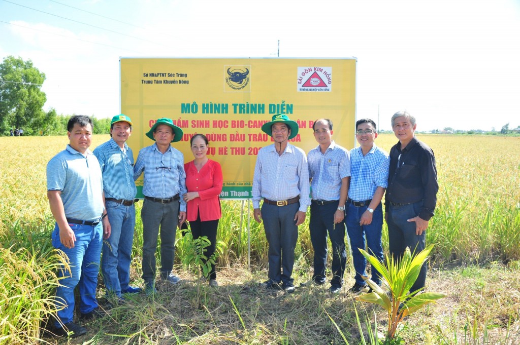 Đã mắt với đồng lúa vàng rực rỡ nhờ canh tác thông minh