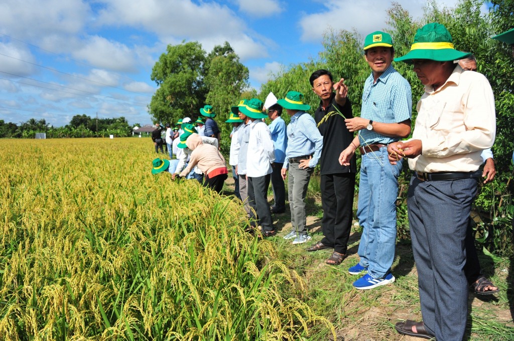 Đã mắt với đồng lúa vàng rực rỡ nhờ canh tác thông minh