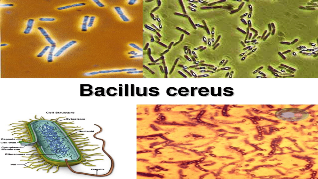 Quảng Nam: Phát hiện chủng Bacillus cereus sinh độc tố có trong bánh mì Phượng