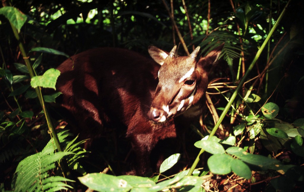 WWF-Việt Nam thực hiện chiến dịch truyền thông bảo tồn sao la với những câu chuyện chưa từng kể