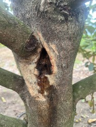 Giải pháp ức chế và xử lý nấm Phytophthora sp. gây hại trên cây trồng