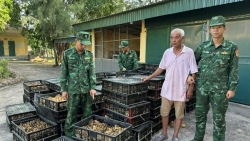 Lực lượng Biên phòng thu giữ gần 18.000 gà giống nhập lậu