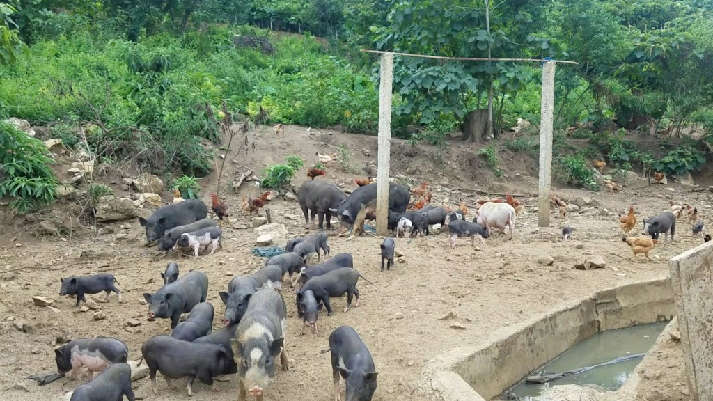 Mô hình chăn nuôi tích hợp, tuần hoàn: Hướng đi mới của nền kinh tế xanh