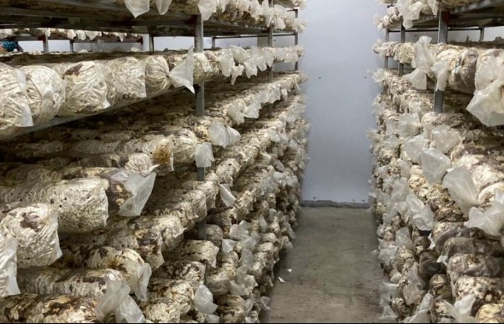 Quyết tâm phát triển sản phẩm OCOP từ cây nấm tươi