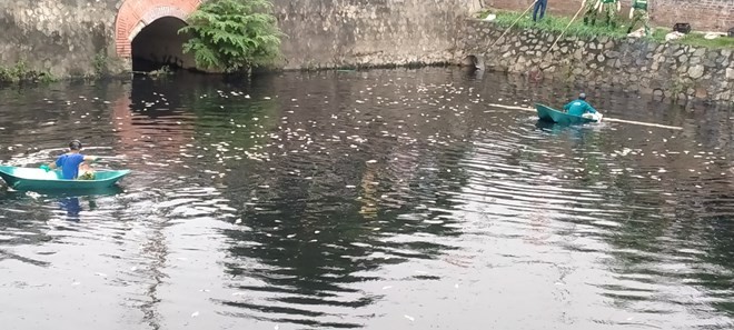 Cá chết nổi trắng mặt nước