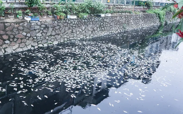 Nghệ An: Cá chết hàng loạt làm ô nhiễm môi trường ở Thành cổ Vinh