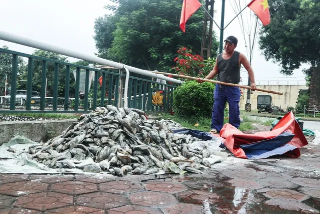 Cá chết được vớt lên bờ
