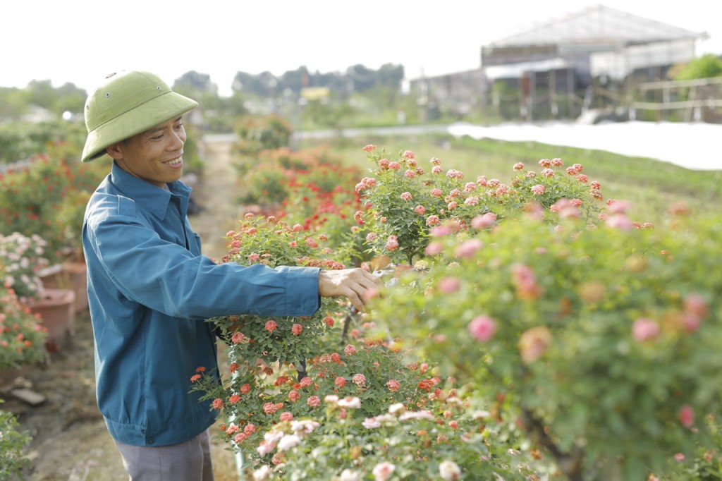 Làm giàu trên đất bãi sông Hồng