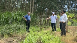 Phó Chủ tịch UBND thành phố Kon Tum kiểm tra lò giết mổ gia súc "hành" dân