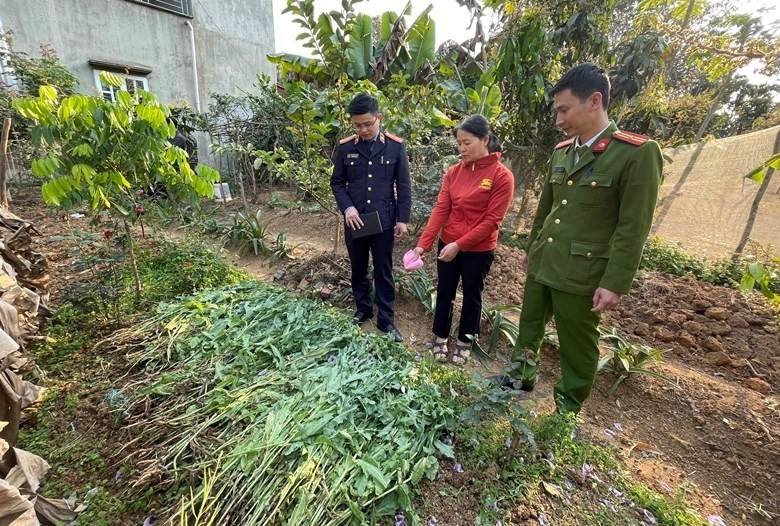 Cơ quan Công an phát hiện, xử lý một trường hợp trồng cây cần sa trái phép