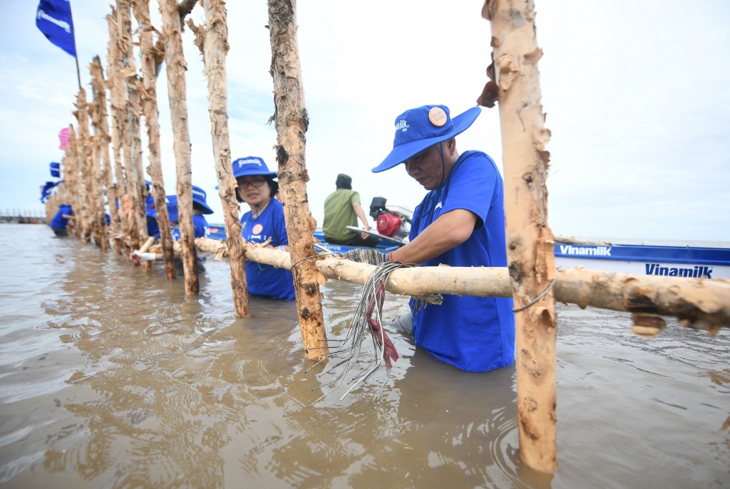 Khu vực khoanh nuôi tái sinh rừng ngập mặn có diện tích 25ha do Vinamilk, Gaia chung tay thực hiện tại Vườn Quốc gia Mũi Cà Mau.