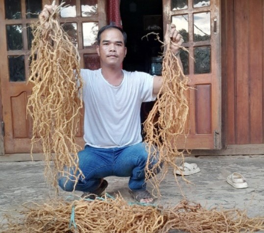 ông BNướch Ngang sở hữu 4ha cây sâm ba kích tím, 5ha cây keo và cây dổi, quế