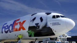 Gia đình gấu trúc về Trung Quốc trên chuyến bay riêng FedEx Panda Express