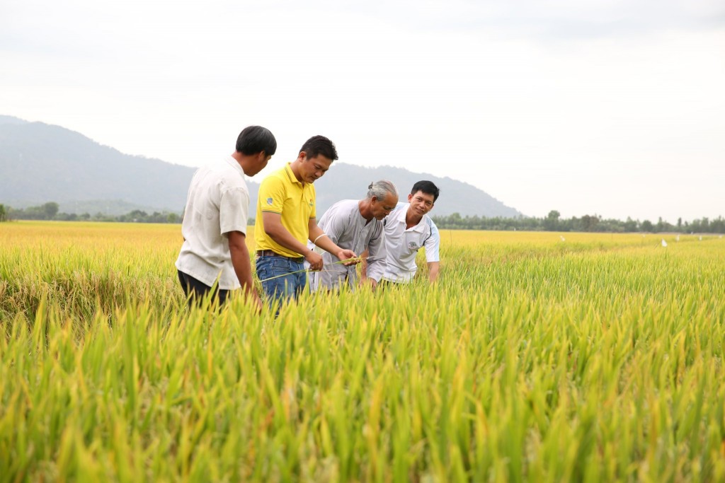 Phân bón Cà Mau đón nhận 