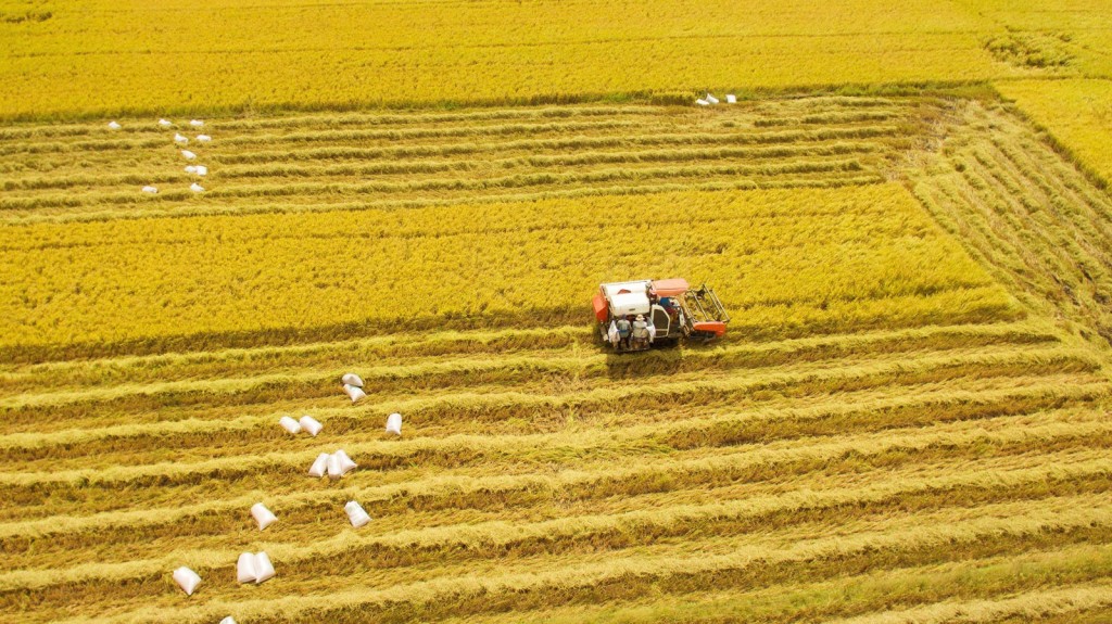 Phát triển bền vững một triệu héc-ta chuyên canh lúa chất lượng cao