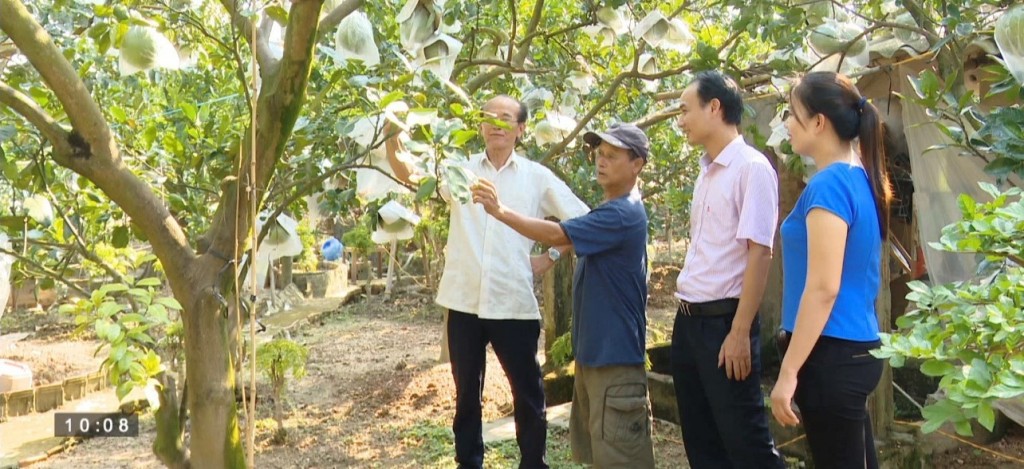 Cán bộ Phòng giao dịch Ngân hành Chính sách xã hội huyện Đan Phượng thăm mô hình trồng bưởi của hội viên Hội Nông dân xã Tân Lập