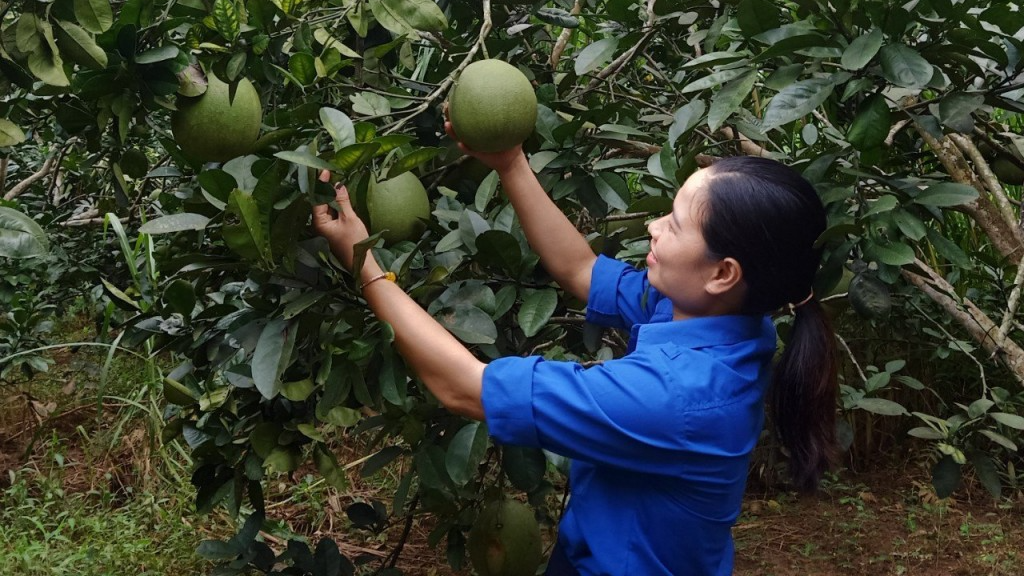 Bạn trẻ trăn trở nâng tầm giá trị nông sản địa phương