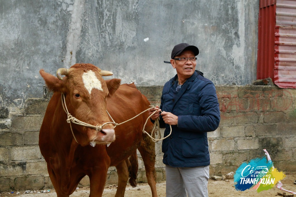 Những chú bò bất ngờ xuất hiện trong Có hẹn cùng thanh xuân