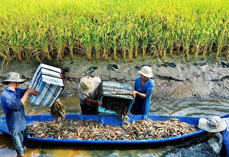 Mô hình nuôi tôm xen canh trồng lúa đem lại hiểu quả bền vững cho người dân Cà Mau