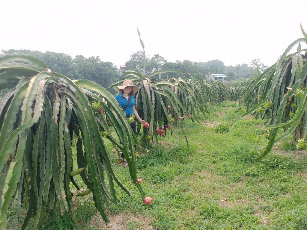 Phát huy vai trò của phụ nữ trong xây dựng Nông thôn mới