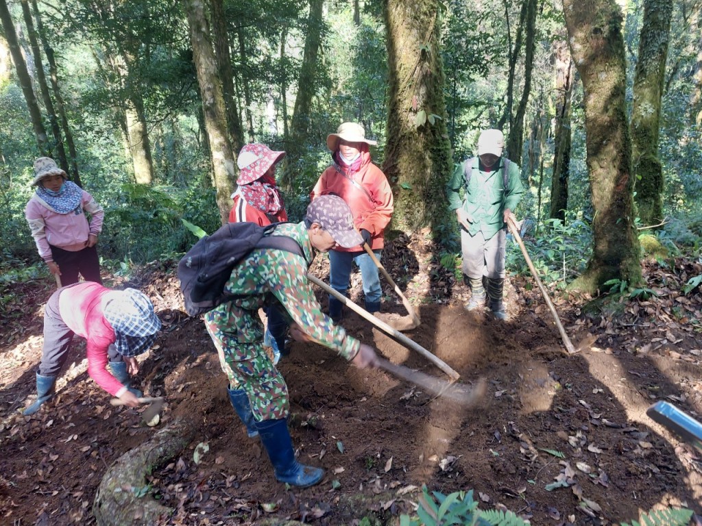 Kon Tum: 300 hộ nghèo trồng 12.000 cây sâm Ngọc Linh do Thủ tướng tặng