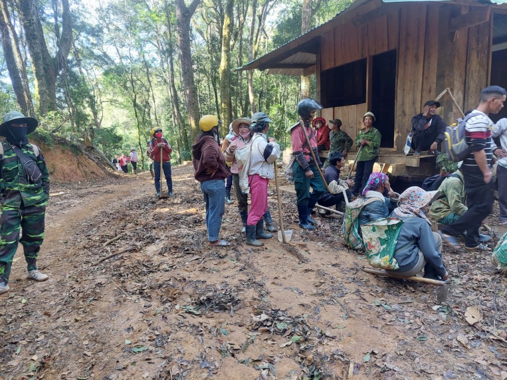 Kon Tum: 300 hộ nghèo trồng 12.000 cây sâm Ngọc Linh do Thủ tướng tặng