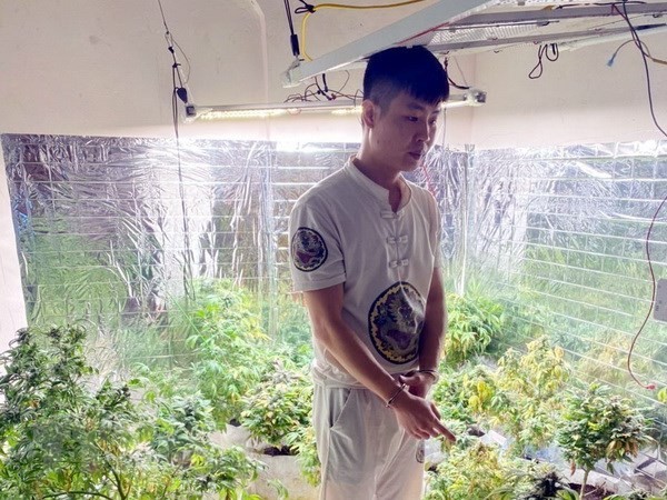 Đối tượng Nguyễn Tiến Quý trồng cây cần sa trong nhà bị Công an TP Cẩm Phả (tỉnh Quảng Ninh) bắt giữ
