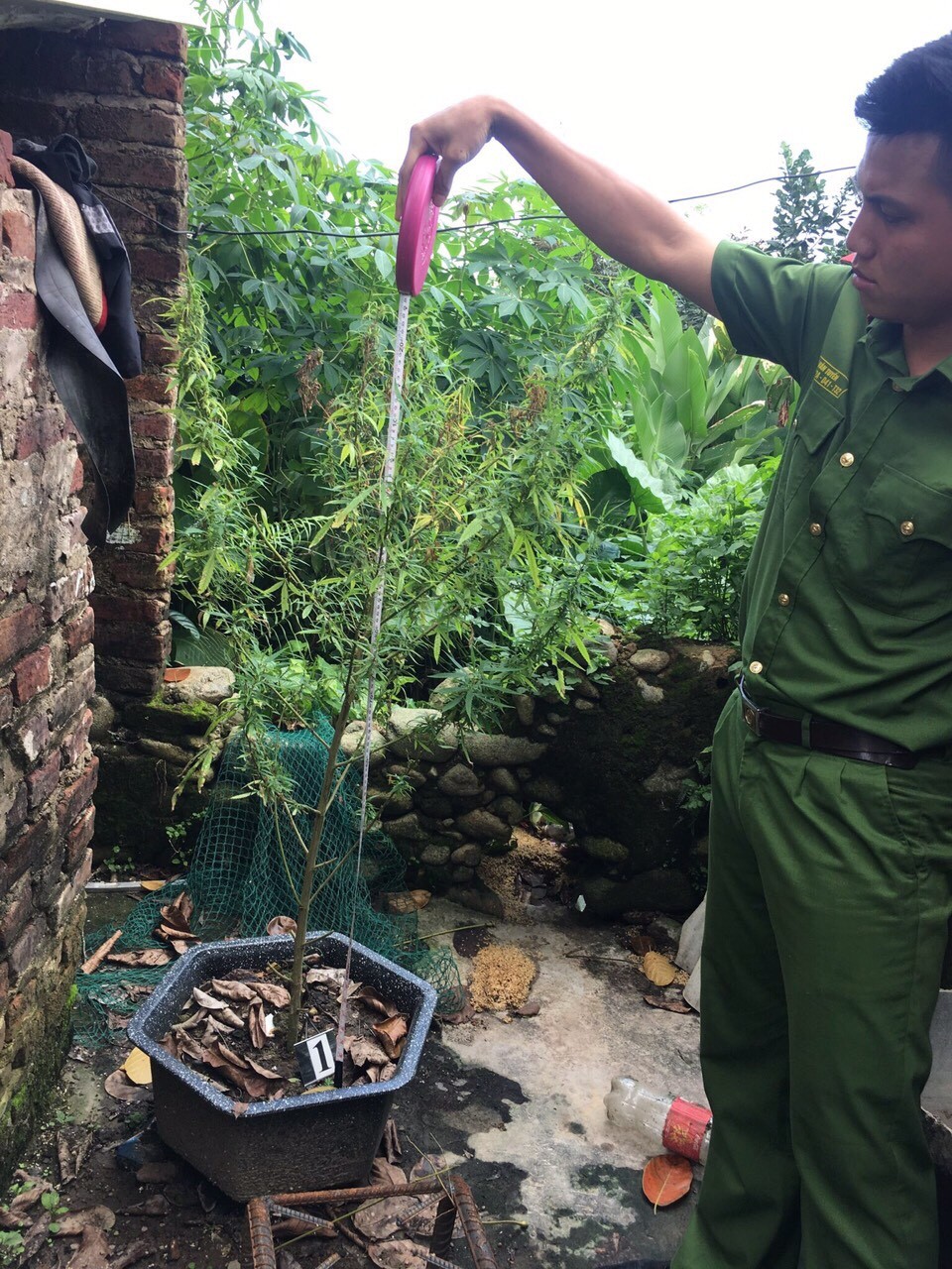 Công an huyện Đầm Hà (tỉnh Quảng Ninh) phát hiện cây cần sa trồng tại nhà của đối tượng