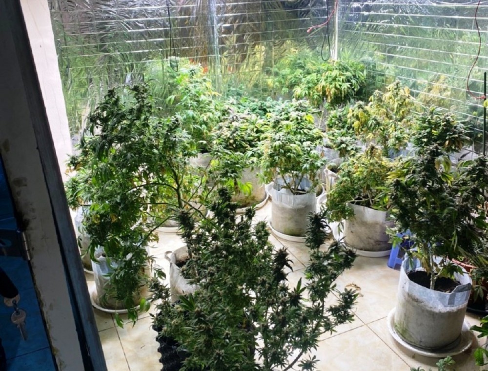 Nhiều thủ đoạn tinh vi trồng cây thuốc phiện trong nhà