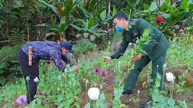 Xóa nạn trồng cây thuốc phiện tại tỉnh Điện Biên