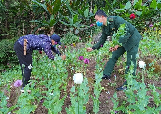Xóa nạn trồng cây thuốc phiện tại tỉnh Điện Biên