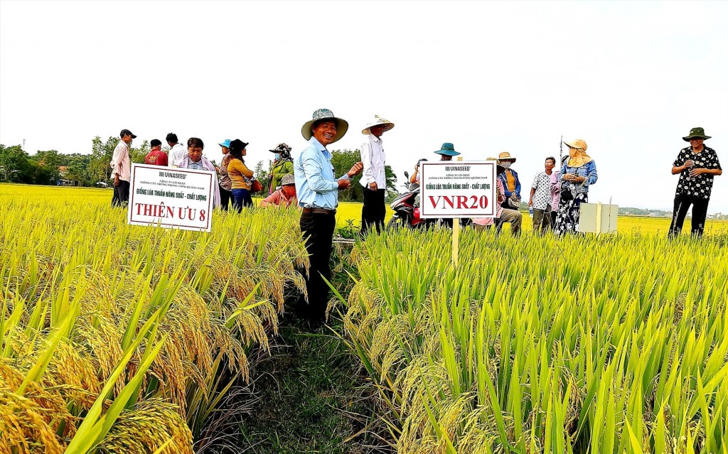 hiều HTX nông nghiệp nỗ lực liên kết với các doanh nghiệp tổ chức cho nông dân sản xuất lúa giống hàng hóa nhằm nâng cao giá trị kinh tế. 
