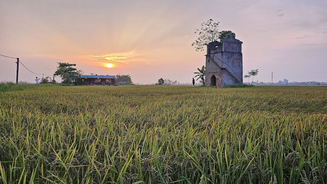 Vùng sản xuất hạt giống lúa lai Quảng Nam bây giờ ra sao?