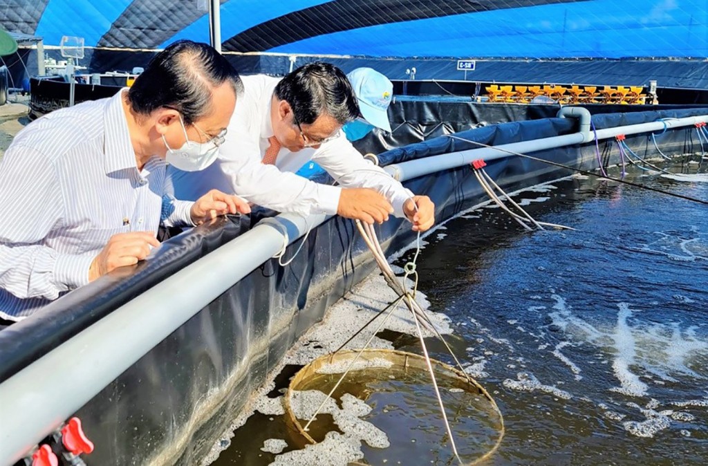 Phó Chủ tịch UBND tỉnh Bạc Liêu Lê Tấn Cận tham quan mô hình nuôi tôm siêu thâm canh công nghệ cao