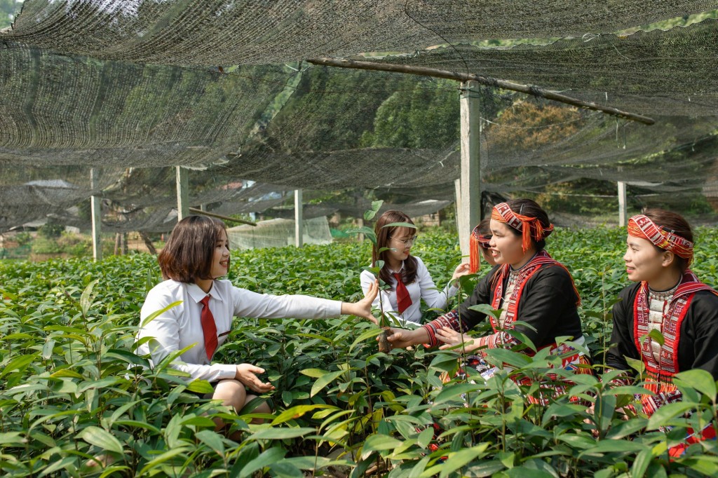 Yên Bái: Đấu tranh chống tái trồng cây thuốc phiện