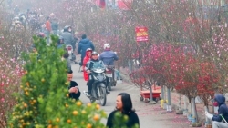 Hà Nội tổ chức 83 chợ hoa phục vụ Tết Nguyên đán