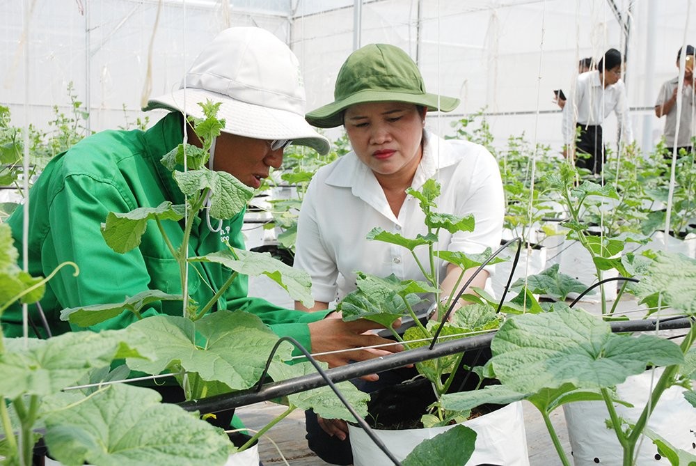 Bà Trần Tuệ Hiền, Phó Bí thư Tỉnh ủy, Chủ tịch UBND tỉnh Bình Phước trao đổi về kỹ thuật và năng suất sản xuất dưa lưới với nông dân