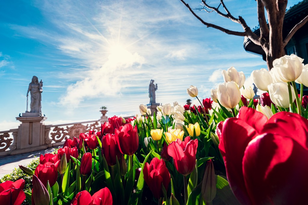 Dịp này du khách đến Bà Nà sẽ được chiêm ngưỡng hơn 100 ngàn bông hoa tulip rực rỡ 